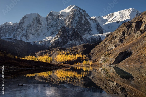 Obraz A small larch forest in autumn colors under high snow peaks reflects in the dark water of a lake covered with ice, making a bright contrast between golden light and blue shadow, Siberia, Altai, Shavla