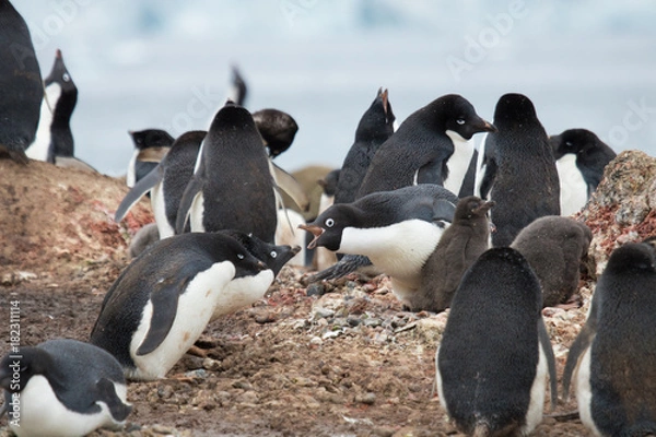 Fototapeta Adelie penguin with chick - Brown Bluff colony