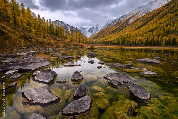 Obraz A shallow bog with clear water full of stones covered with lichen and algae in the mountain river valley which crosses  the larch forest on the slopes dressed in autumn colors, Siberia, Altai, Shavla