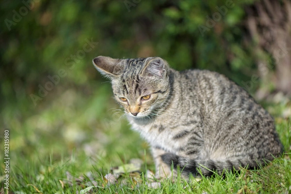 Fototapeta Cut little kitty 