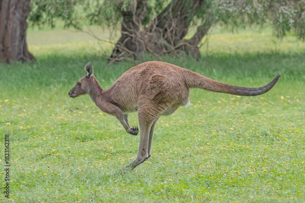 Obraz Western Grey Kangaroo Hopping
