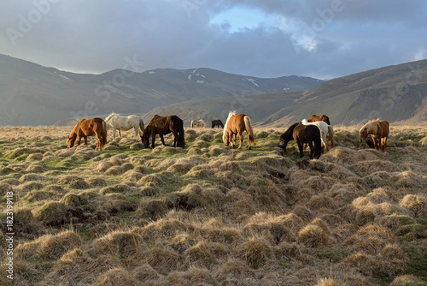 Obraz Icelandic horses grazing on a grassy volcanic meadow in evening light