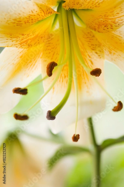Obraz Lady Alice Lily Flower Closeup. Turk’s Cap Tigrinum Lily, Lady Alice. Henry's Lily