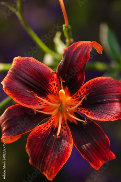 Obraz Asiatic Lily Forever Susan Flower Close-up