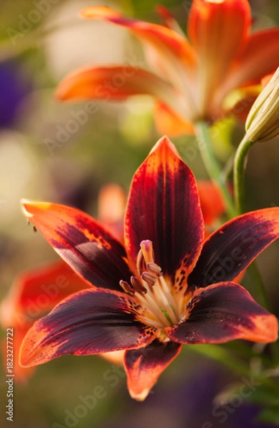 Obraz Asiatic Lily Forever Susan, Two Flowers Close-up