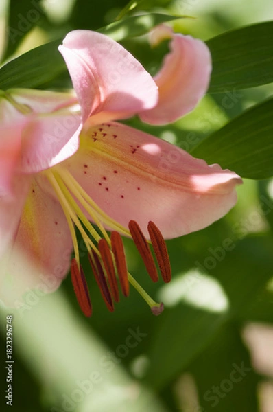 Obraz Pink Oriental Lily Spring Romance