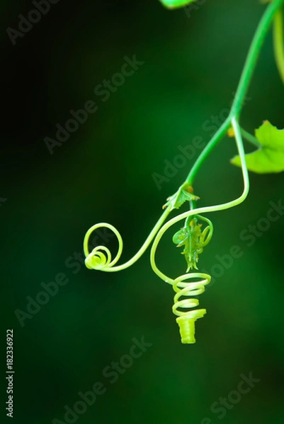 Fototapeta tendril