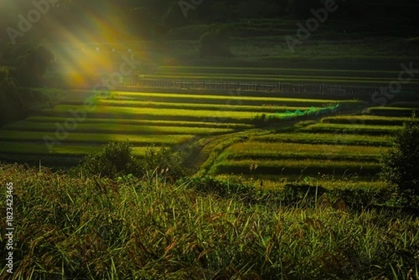 Obraz 棚田の夕刻