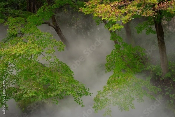 Obraz せせらぎのミスト