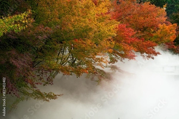 Obraz せせらぎのミスト