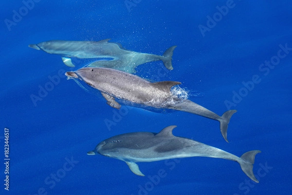 Obraz Gruppe von drei Delfinen dicht unter der Wasseroberfläche