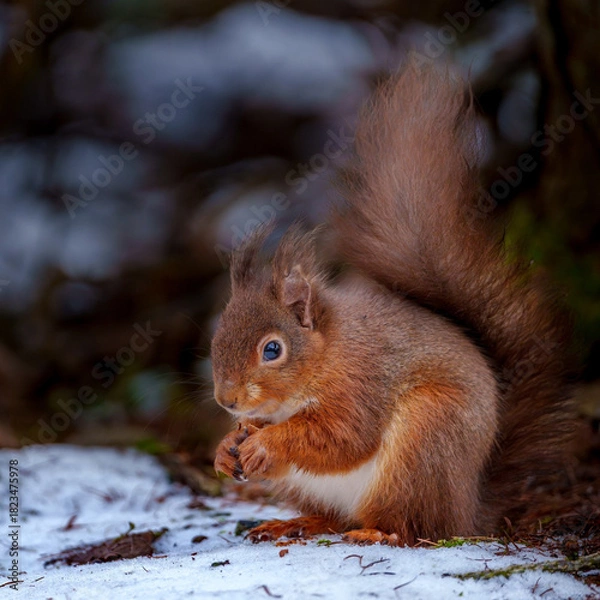 Obraz A Cute Scarlet Squirrel Enjoying an Almond Amid the Quiet Beauty of a Frosty Winter Forest