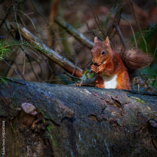 Obraz A Precious Woodland Scene - Scarlet Squirrel Savouring an Almond Under the Soft Light of Autumn
