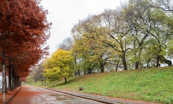 Fototapeta 단풍으로 물들어가는 느티나무 단풍길