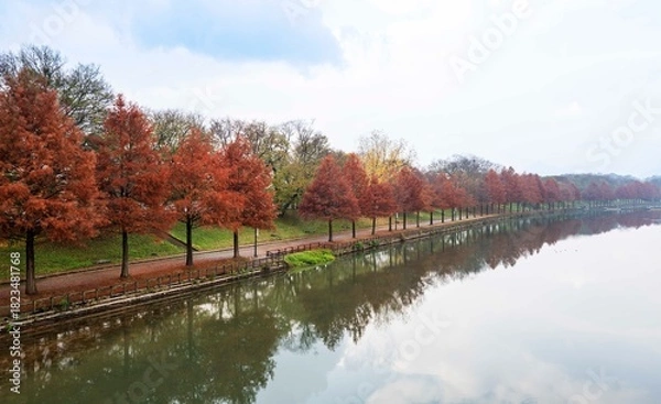 Obraz 담양 관방천에 비치는 메타세콰이아 가로수 단풍나무