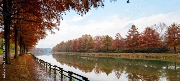 Obraz 담양 관방천에 비치는 메타세콰이아 가로수 단풍나무