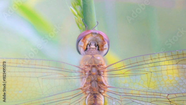Fototapeta Green dragonfly close-up macro shot with detailed wings resting on a leaf, highlighting this beautiful summer wildlife insect