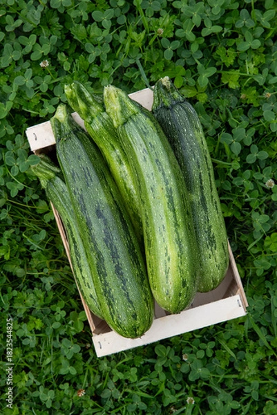 Fototapeta Courgettes vertes fraichement cueillies posées dans une cagette en bois dans l'herbe. Scène en extérieur, lumière douce, vue de haut.
