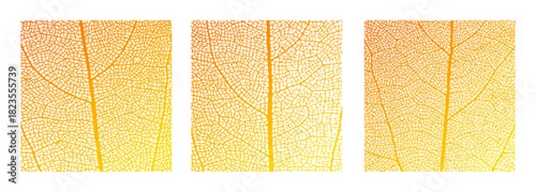 Fototapeta Leaf vein cell skeleton texture abstract background set with close up plant leaf cells structure pattern vector illustration. Macro orange leaf vein skeleton organic lattice natural foliage texture.