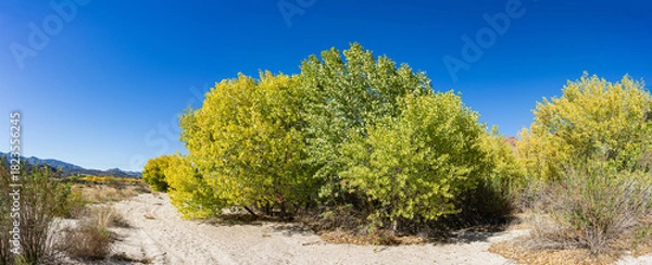 Obraz Green Brush grows on Sandy Riverbed