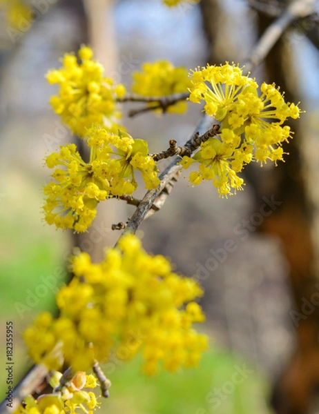 Fototapeta Photo of blooming yellow twig dogwood in garden in spring