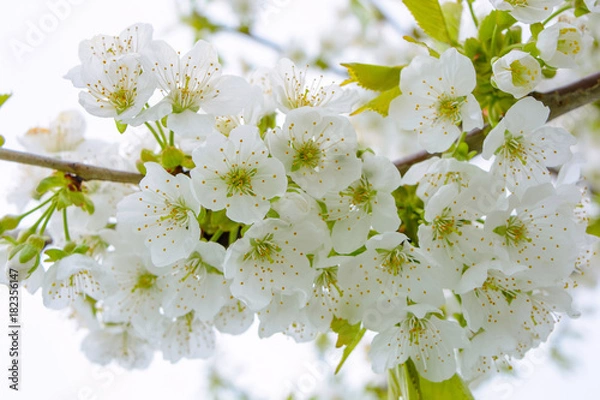 Obraz Photo of blooming apple tree branches against the sky