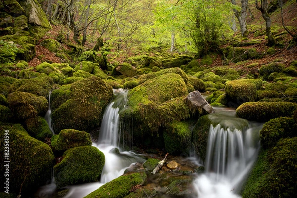 Fototapeta Moss-Covered Rocks and Stream in Argovejo beech Forest, León, Castilla y Leon, Spain
