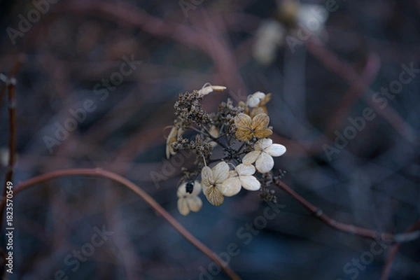 Obraz 秋の紫陽花