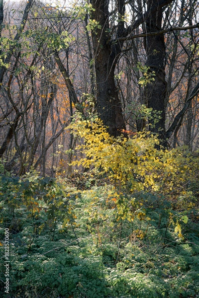 Obraz 福島県_安達太良山の紅葉
