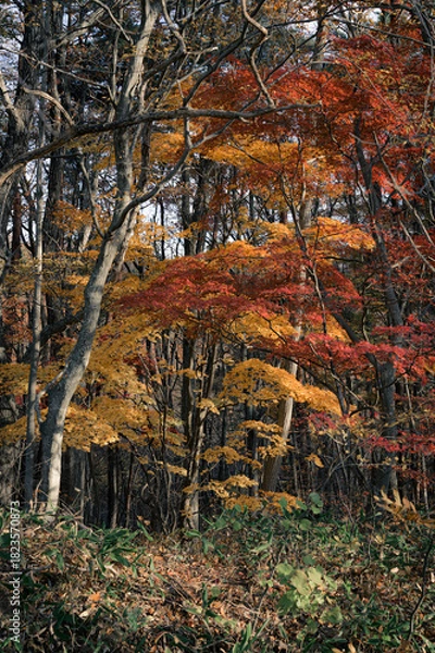 Obraz 福島県_安達太良山の紅葉
