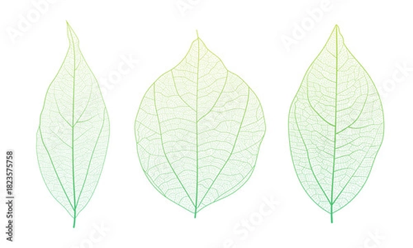 Fototapeta Leaf vein cell skeleton texture abstract background set with close up plant leaf cells structure pattern vector illustration. Macro leaf vein skeleton organic lattice natural foliage texture.