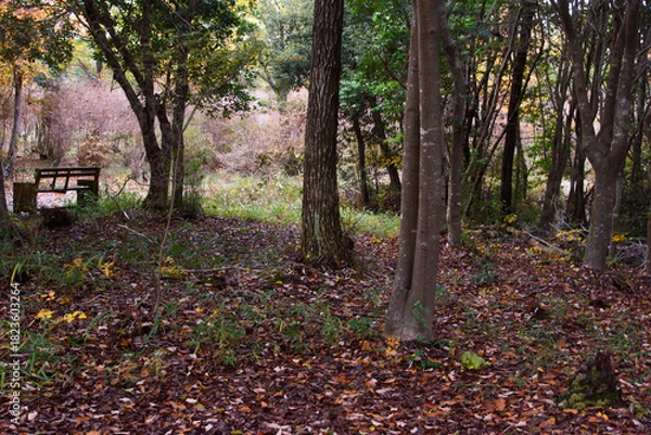 Obraz 兵庫県・三木市県立公園の秋、紅葉