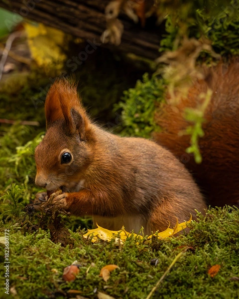 Fototapeta Eichörnchen im Wald