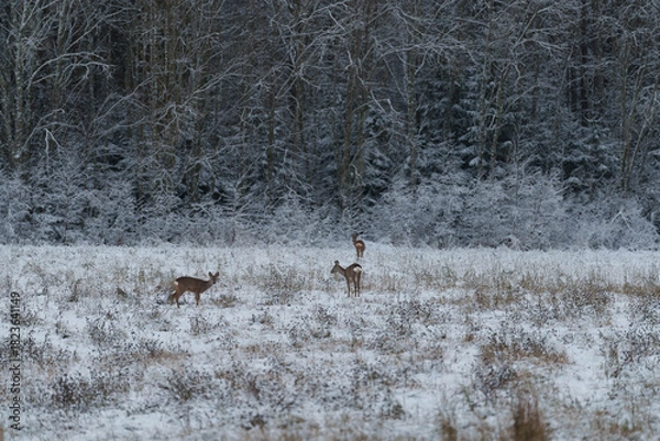 Obraz deer in the snow