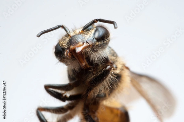 Obraz Macro bee dead white background