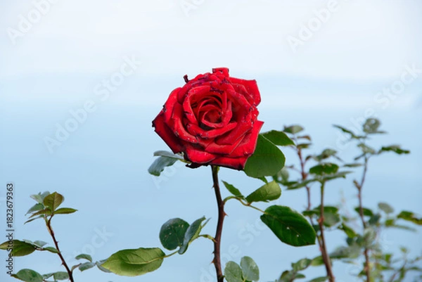 Obraz 赤い薔薇 / Red Rose