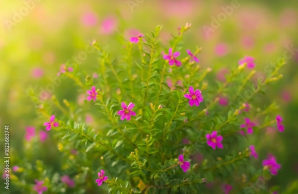 Fototapeta A vibrant bush of small, bright pink flowers with slender green leaves, bathed in a soft, sunlit glow.