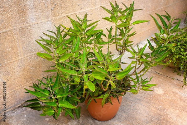 Obraz Mediterranean urban gardening featuring a vibrant Mother of Thousands succulent (Kalanchoe daigremontiana) with pointed, elongated leaves thriving in a pot against a textured limestone wall