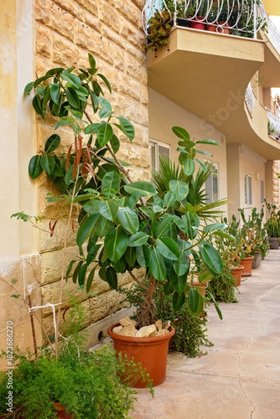 Obraz Mediterranean urban gardening featuring a vibrant Mother of Thousands succulent (Kalanchoe daigremontiana) with pointed, elongated leaves thriving in a pot against a textured limestone wall