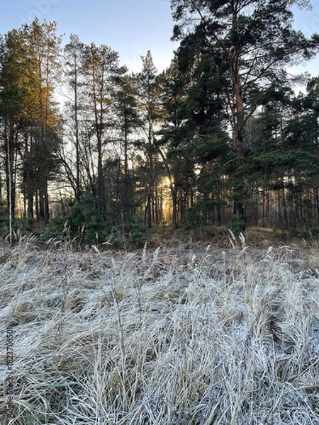Obraz Frosted grass by a pine forest