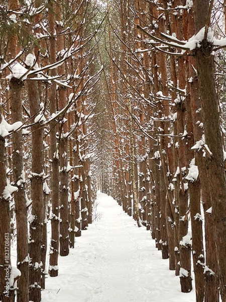 Obraz Winter forest with a pathway among pine trees