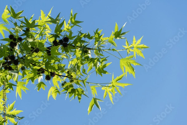 Fototapeta Bright green leaves of sweet gum (Liquidambar styraciflua) basking in sun against cloudless blue sky. Close-up. Selective focus. Concept of nature for design
