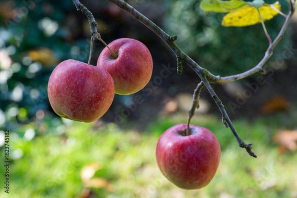 Obraz Three ripe red apples hang from tree branch, surrounded by blurred green foliage and natural garden background. Fresh fruits for healthy eating