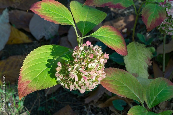 Obraz Large green leaves of hydrangea macrophylla with red edges surround  cluster of faded pink hydrangea flowers, set in shaded garden environment