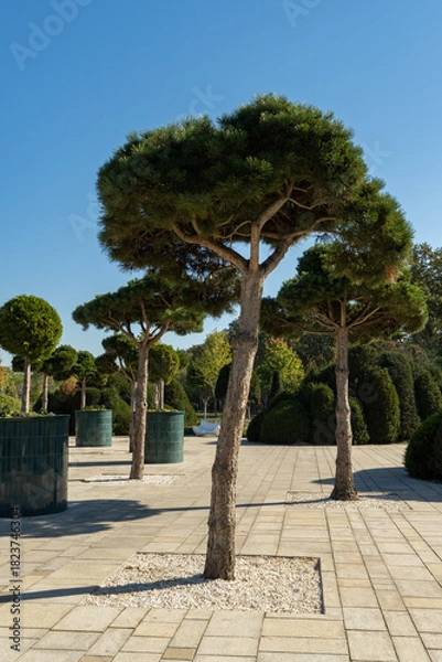 Fototapeta Landscaped area in Galitsky Park in Krasnodar, featuring uniquely stone pine (Pinus pinea), Italian pine, umbrella pine, and parasol pine trees with rounded canopies, planted in gravel beds