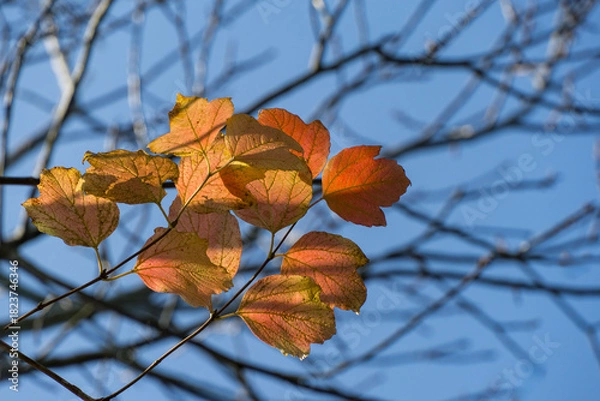 Obraz Autumn leaves of Viburnum opulus in shades of orange, yellow, and green hang from branch, backlit by sunlight against clear blue sky