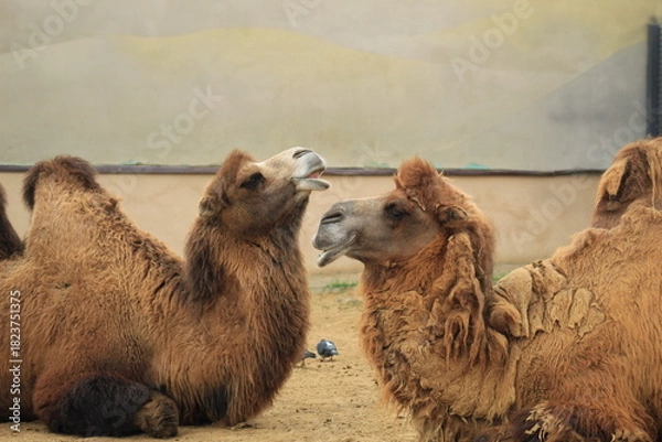 Obraz Royal Camels Resting in Sand Wildlife Family Scene