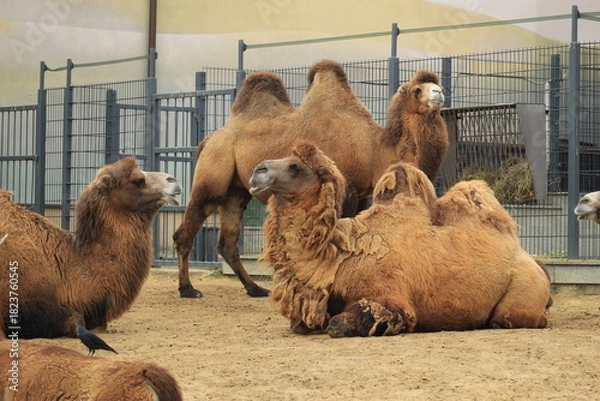 Obraz Camel Family Outdoors Peaceful Rest in Sandy Habitat