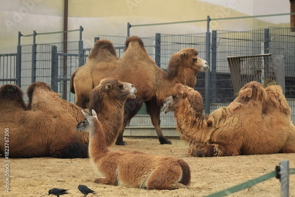 Fototapeta Majestic Camels in Sand Gentle Animals in Zoo Setting
