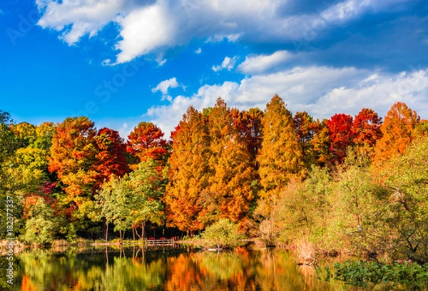 Obraz Beautiful autumn leaves landscape in Shakujii Park, Tokyo, Japan